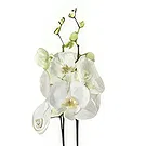Rotterdam flowers  -  The Memento Shop Flower Bouquet/Arrangement