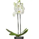 Rotterdam flowers  -  The Memento Shop Flower Bouquet/Arrangement