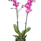Holland flowers  -  Bright Morning Flower Bouquet/Arrangement