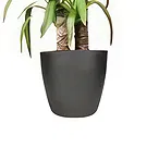 Amsterdam flowers  -  Orchid Tumbler Flower Bouquet/Arrangement