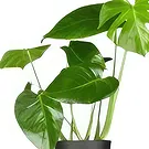 Holland flowers  -  Orchid Terrarium Flower Bouquet/Arrangement