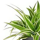 Holland flowers  -  Orchid Whisperer Flower Bouquet/Arrangement