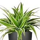 Holland flowers  -  Orchid Whisperer Flower Bouquet/Arrangement