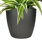 Holland flowers  -  Orchid Whisperer Flower Bouquet/Arrangement