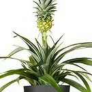 Amsterdam flowers  -  Orchid Care Kit Flower Bouquet/Arrangement