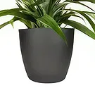 Amsterdam flowers  -  Orchid Care Kit Flower Bouquet/Arrangement