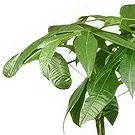 Loenen flori- Ghiveci de flori sănătos Buchet/aranjament floral
