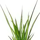Holland flowers  -  Present Perfection Flower Bouquet/Arrangement