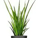 Holland flowers  -  Present Perfection Flower Bouquet/Arrangement