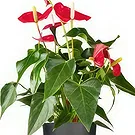 Rotterdam flowers  -  The Generosity Store Flower Bouquet/Arrangement