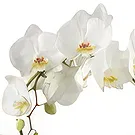 Holland flowers  -  The Gifted Nest Flower Bouquet/Arrangement