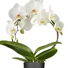 Holland flowers  -  The Gifted Nest Flower Bouquet/Arrangement