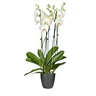 Holland flowers  -  The Present Place Flower Bouquet/Arrangement