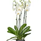 Holland flowers  -  The Present Place Flower Bouquet/Arrangement