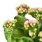 Holland flowers  -  Charm Cart Flower Bouquet/Arrangement