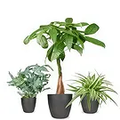 Holland flowers  -  Meaningful Gifts Flower Bouquet/Arrangement