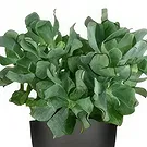Holland flowers  -  Gifts for You Flower Bouquet/Arrangement