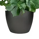 Holland flowers  -  Gifts for You Flower Bouquet/Arrangement
