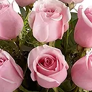 Sa Indioteria blomster- Evig kjærlighets eleganse Blomsterarrangementer bukett