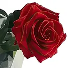 Sa Indioteria blomster- Varig Lovebud Blomsterarrangementer bukett