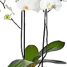 Sa Indioteria blomster- Blomstrende øyeblikk Blomsterarrangementer bukett