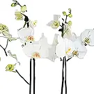 Sa Indioteria blomster- Blomstrende øyeblikk Blomsterarrangementer bukett