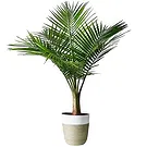 Sa Indioteria blomster- Emerald Fern Blomsterarrangementer bukett