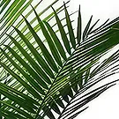 Sa Indioteria blomster- Emerald Fern Blomsterarrangementer bukett