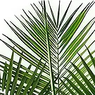 Sa Indioteria blomster- Emerald Fern Blomsterarrangementer bukett