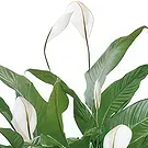 Sa Indioteria blomster- Atlas hagesenter Blomsterarrangementer bukett