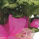 Sa Indioteria blomster- Jade Pothos Blomsterarrangementer bukett