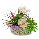 Sa Indioteria blomster- Frukt sjarm Blomsterarrangementer bukett