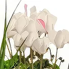 Sa Indioteria blomster- Frukt sjarm Blomsterarrangementer bukett