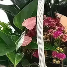 Sa Indioteria blomster- Willow Wonder Blomsterarrangementer bukett