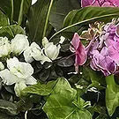 Sa Indioteria blomster- Cactus Coolness Blomsterarrangementer bukett