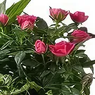Sa Indioteria blomster- Pine Harmony Blomsterarrangementer bukett