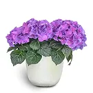 Sa Indioteria blomster- Ivy Insight Blomsterarrangementer bukett