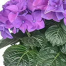 Sa Indioteria blomster- Ivy Insight Blomsterarrangementer bukett
