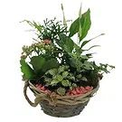 Sa Indioteria blomster- Basil Bliss Blomsterarrangementer bukett