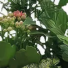 Sa Indioteria blomster- Basil Bliss Blomsterarrangementer bukett