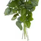 Ipsach Blumen Florist- Einzelne weiße Rosen Bouquet/Blumenschmuck