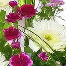 Sa Indioteria blomster- Blossom Haven Blomsterarrangementer bukett