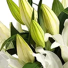 Sa Indioteria blomster- Radiance Realm Blomsterarrangementer bukett