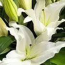Sa Indioteria blomster- Radiance Realm Blomsterarrangementer bukett
