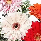 Sa Indioteria blomster- Royal Fantasy Blomsterarrangementer bukett