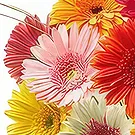 Sa Indioteria blomster- Paradiset Blomsterarrangementer bukett