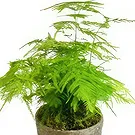 Birmingham flowers  -  Lush Leafy Luxury Flower Bouquet/Arrangement
