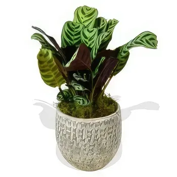 Tynan flowers  -  Green Foliage Flower Bouquet/Arrangement