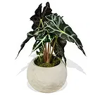 Birmingham flowers  -  Botanical Bliss Bouquet Flower Bouquet/Arrangement