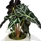 Birmingham flowers  -  Botanical Bliss Bouquet Flower Bouquet/Arrangement